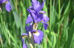 蝴蝶花