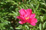 芍药