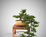 植物树模型