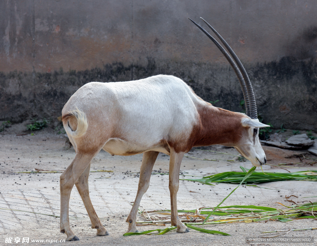 多图预警 | 非洲羚羊大选美——力量、犄角与速度