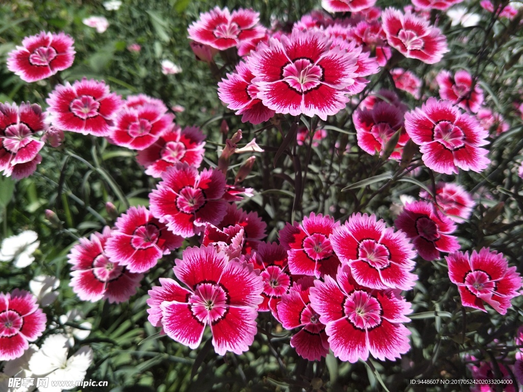 石竹花