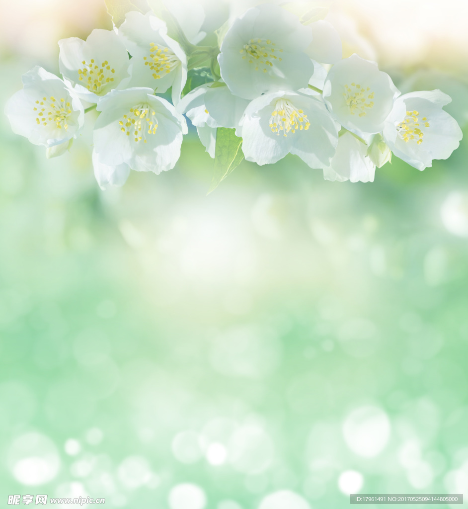 鲜花背景