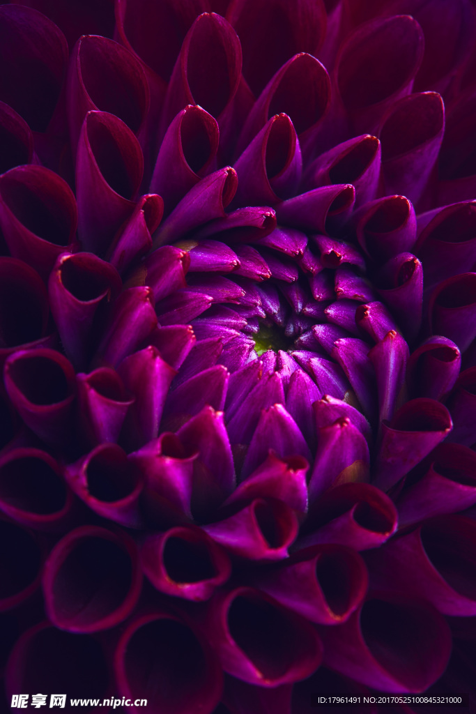 大丽花
