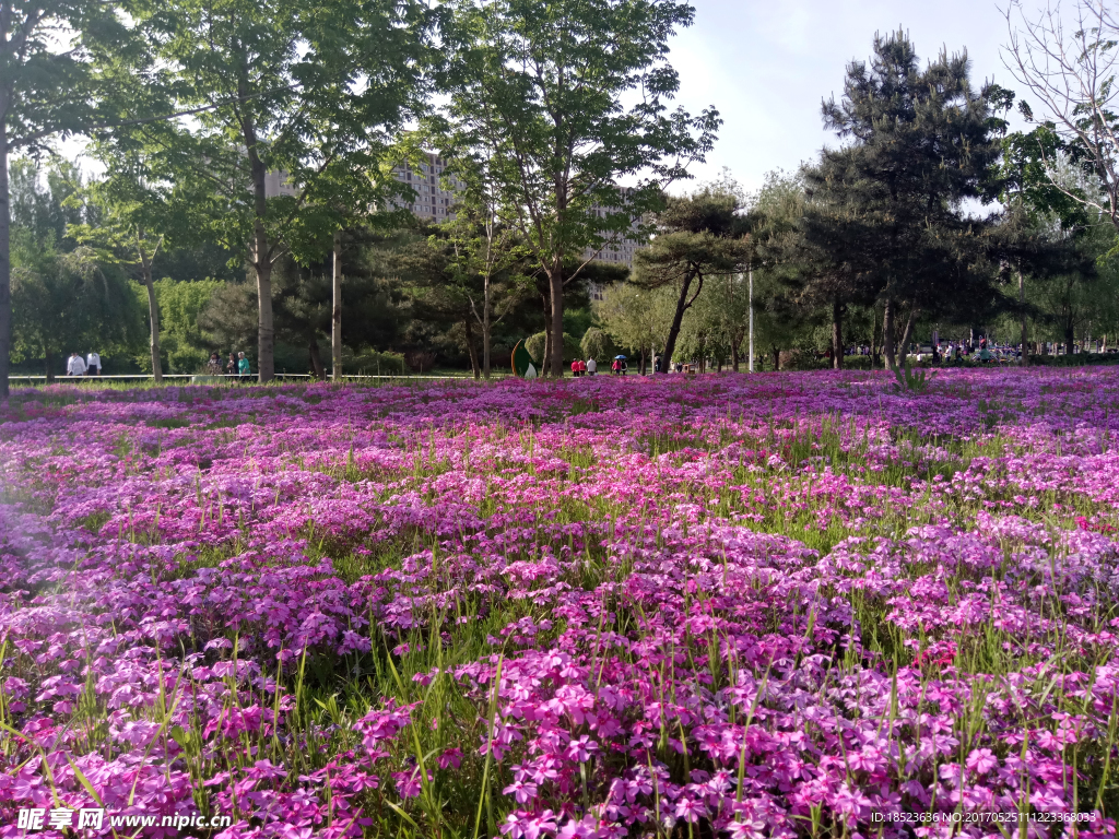 紫色花海