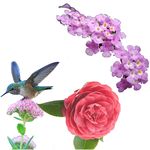 花鸟