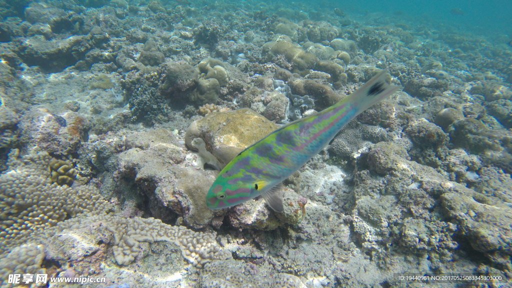 海底生物