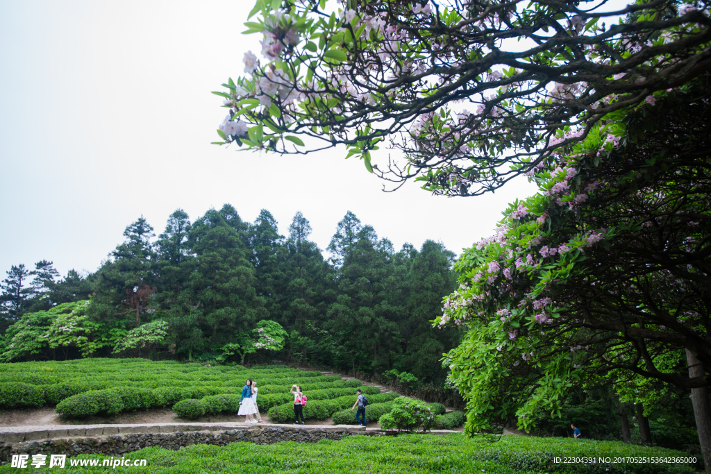 云锦杜鹃花