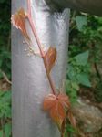 爬山虎