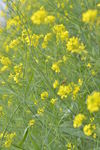 油菜花 赏油菜花