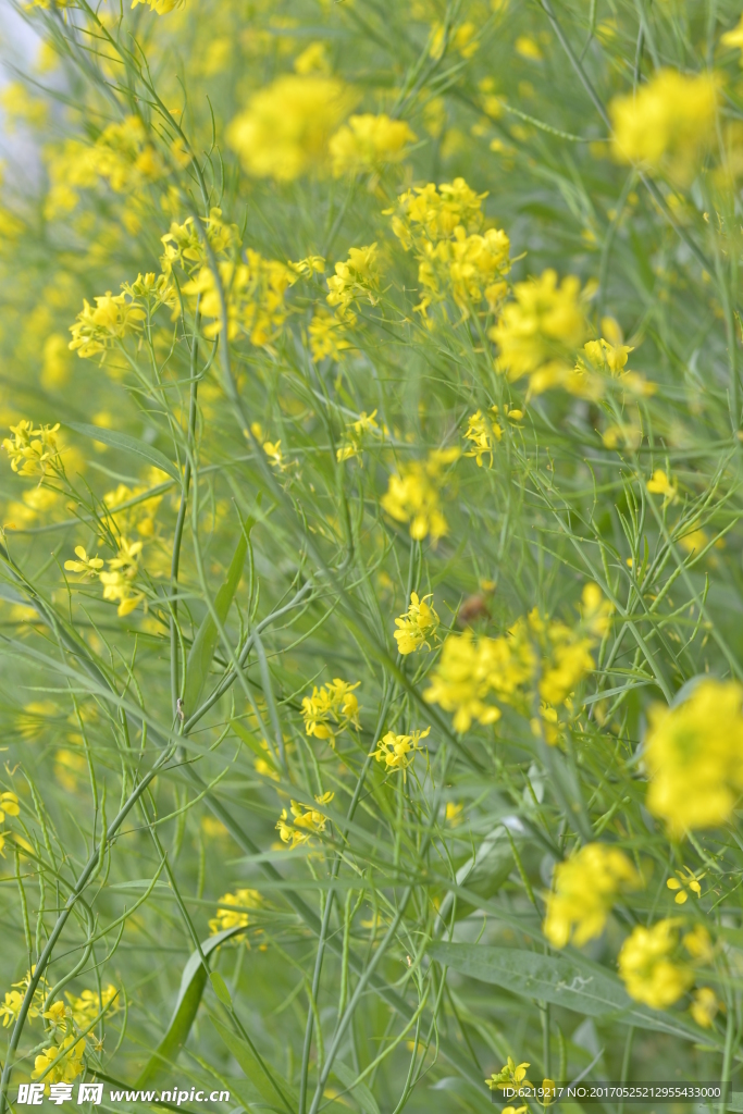 油菜花 赏油菜花