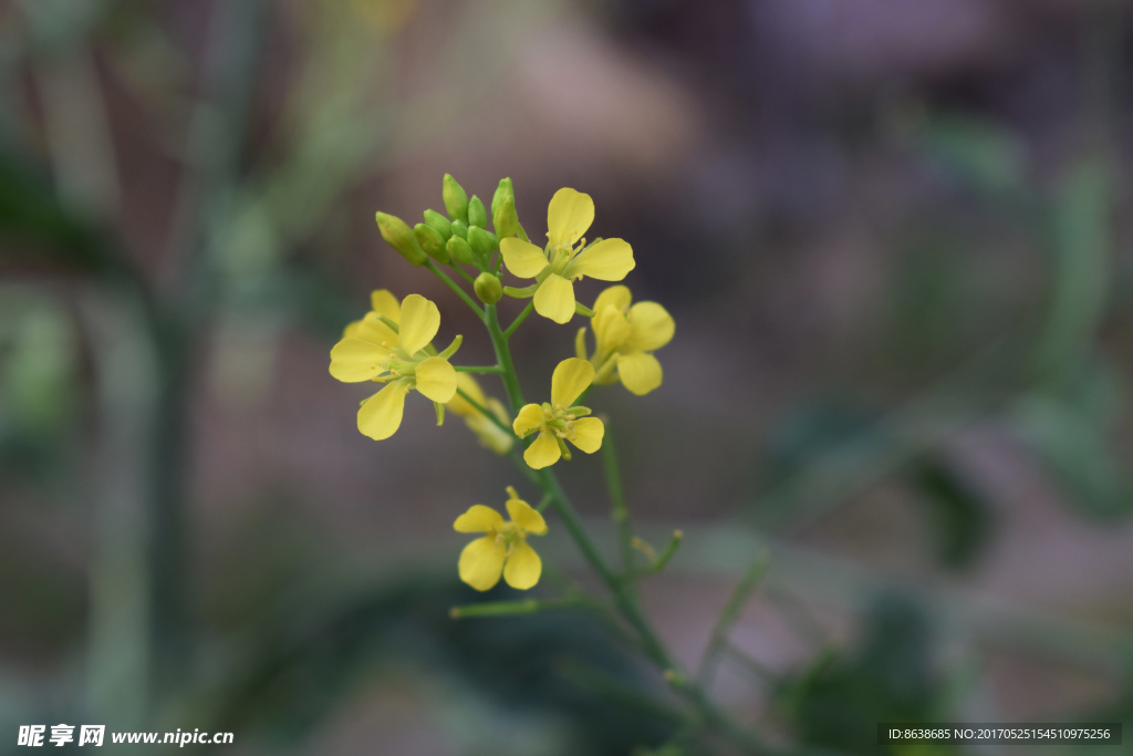 油菜花