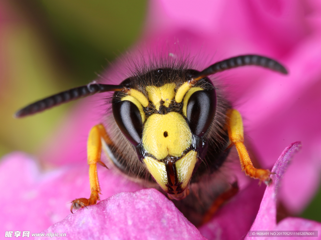蜜蜂采蜜