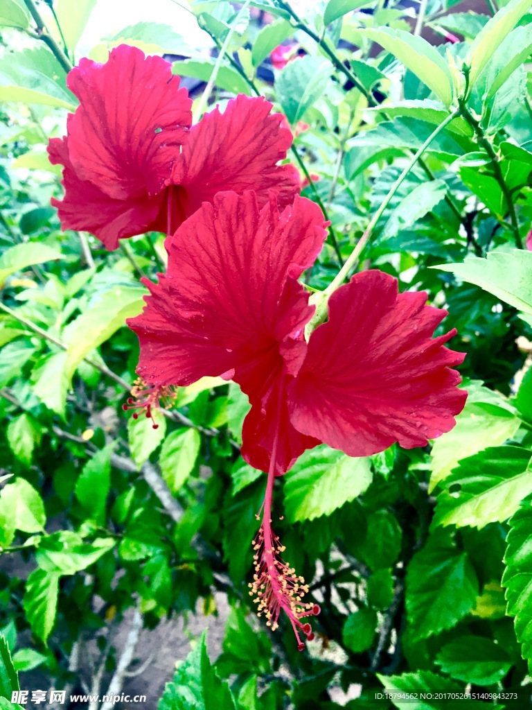 花