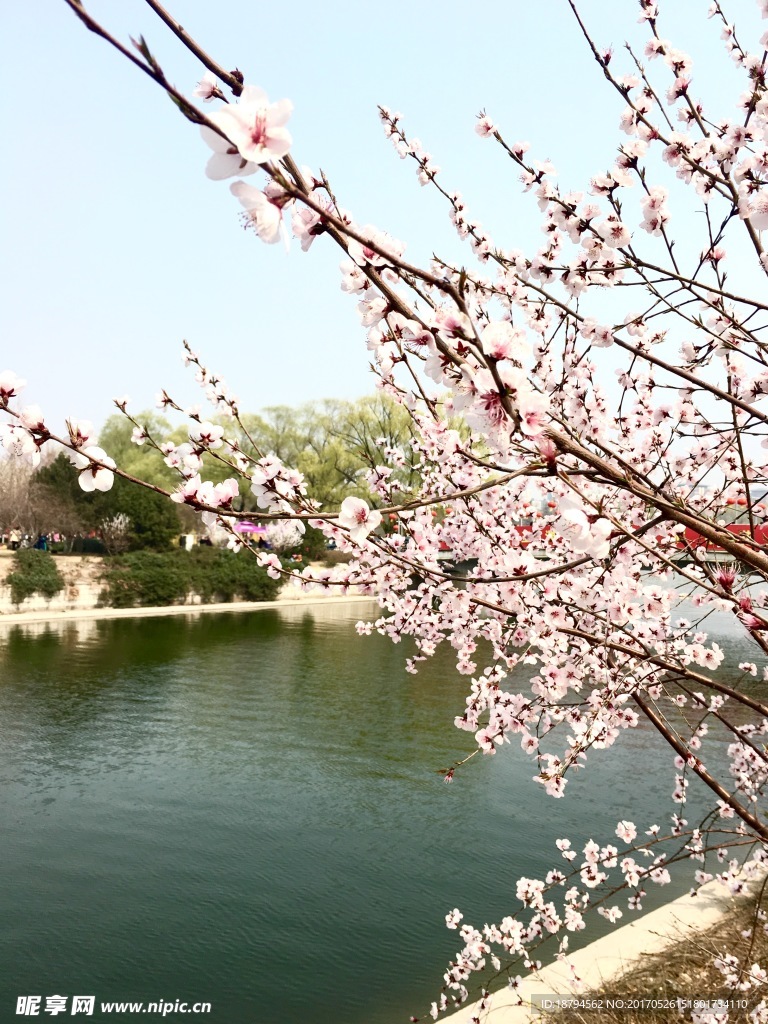 樱花
