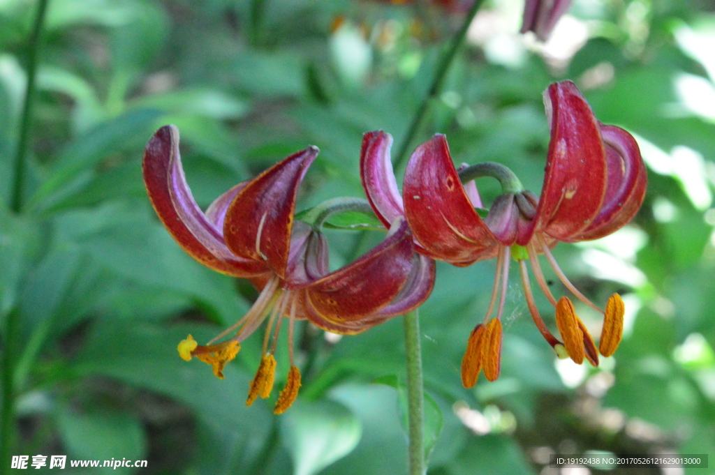 百合花