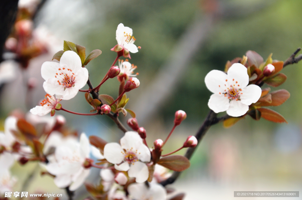 花
