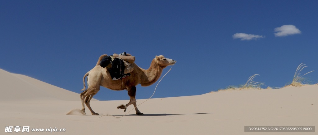 沙漠中行走的骆驼
