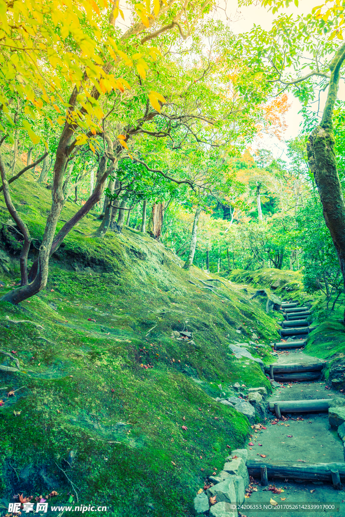 绿色背景
