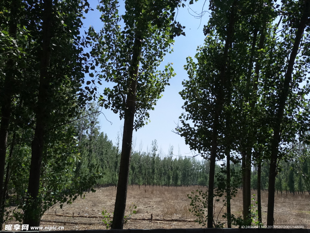 空地周围树木