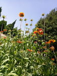 黄粉色小花
