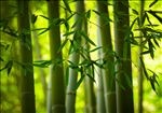 竹林