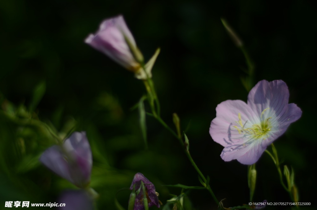 花菱草