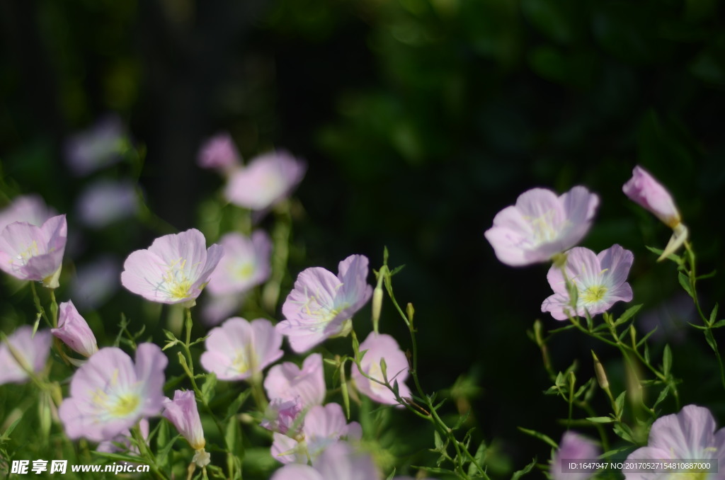 花菱草