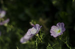 花菱草