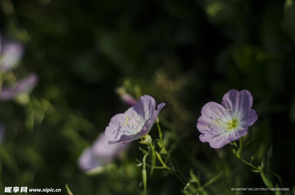 花菱草