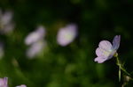 花菱草