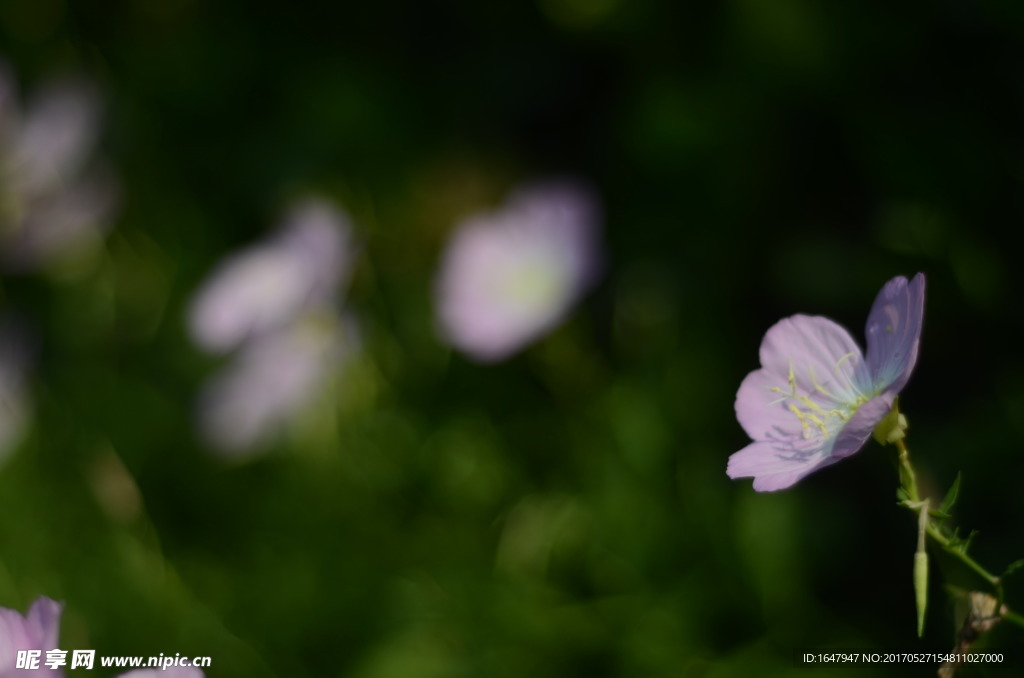 花菱草