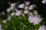 花菱草