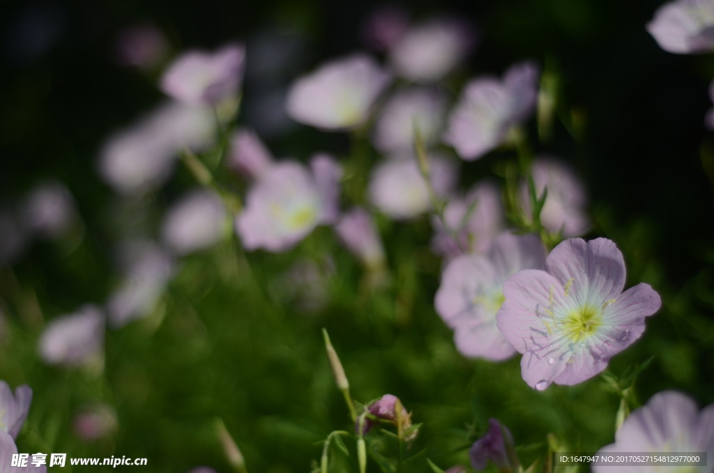 花菱草