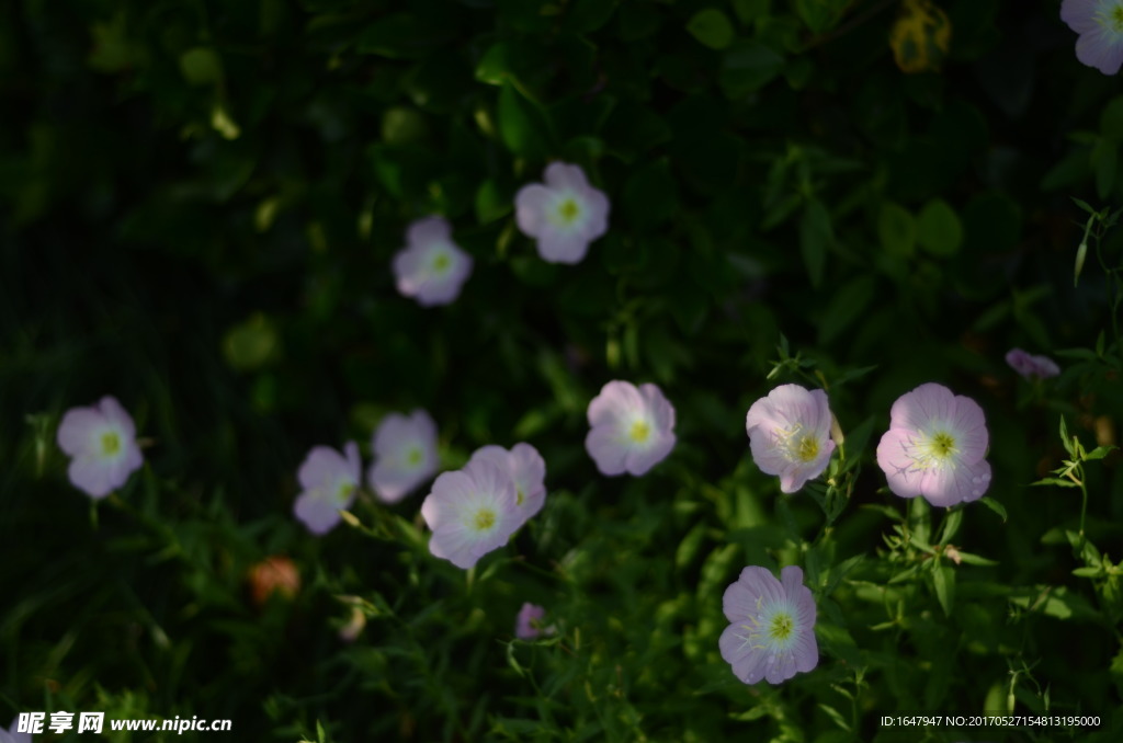 花菱草