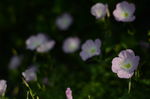 花菱草
