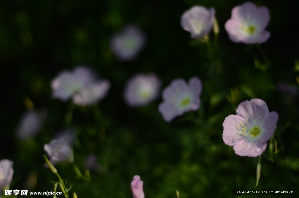 花菱草