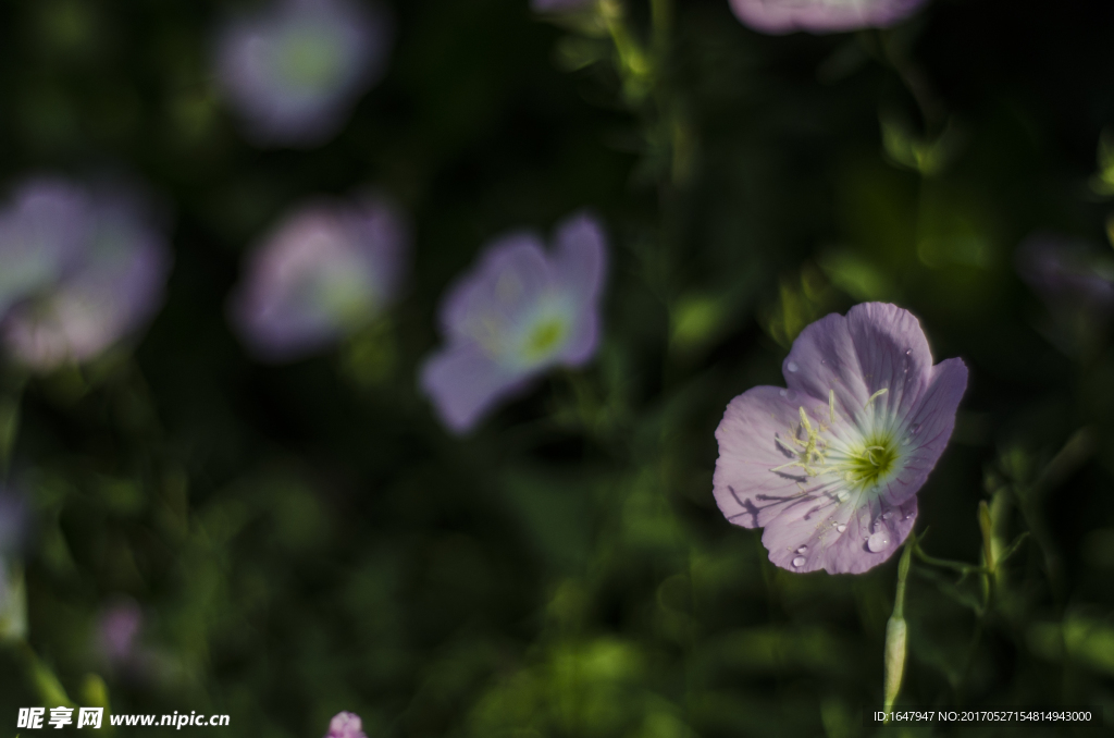 花菱草