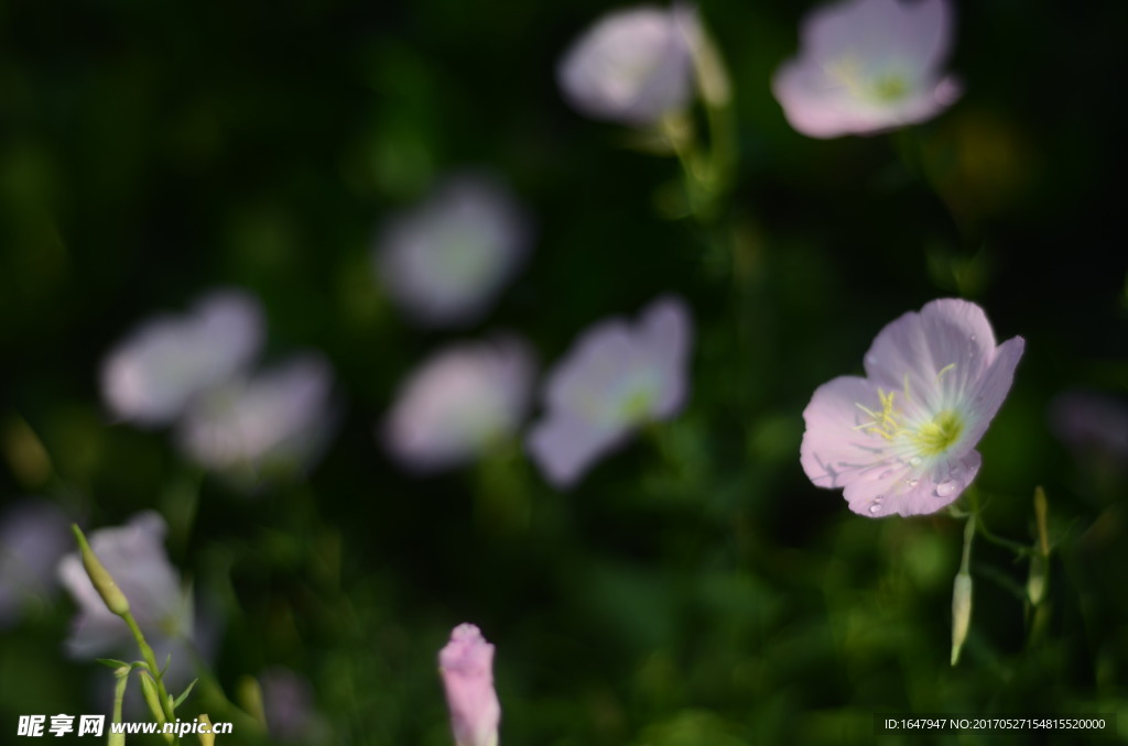 花菱草