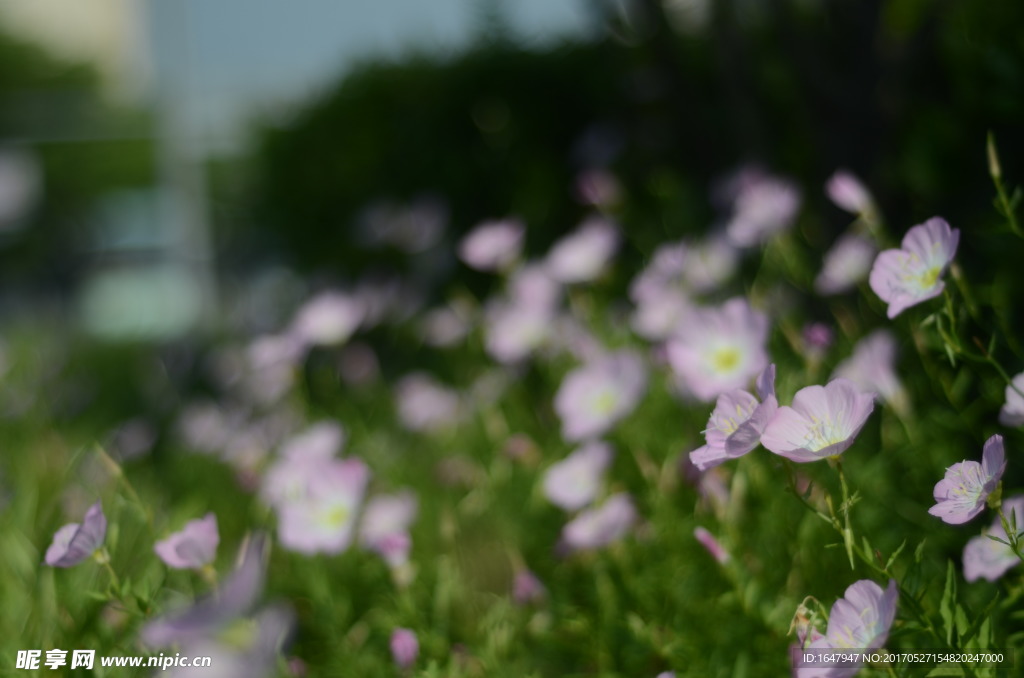 花菱草