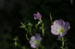花菱草