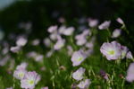 花菱草