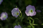 花菱草