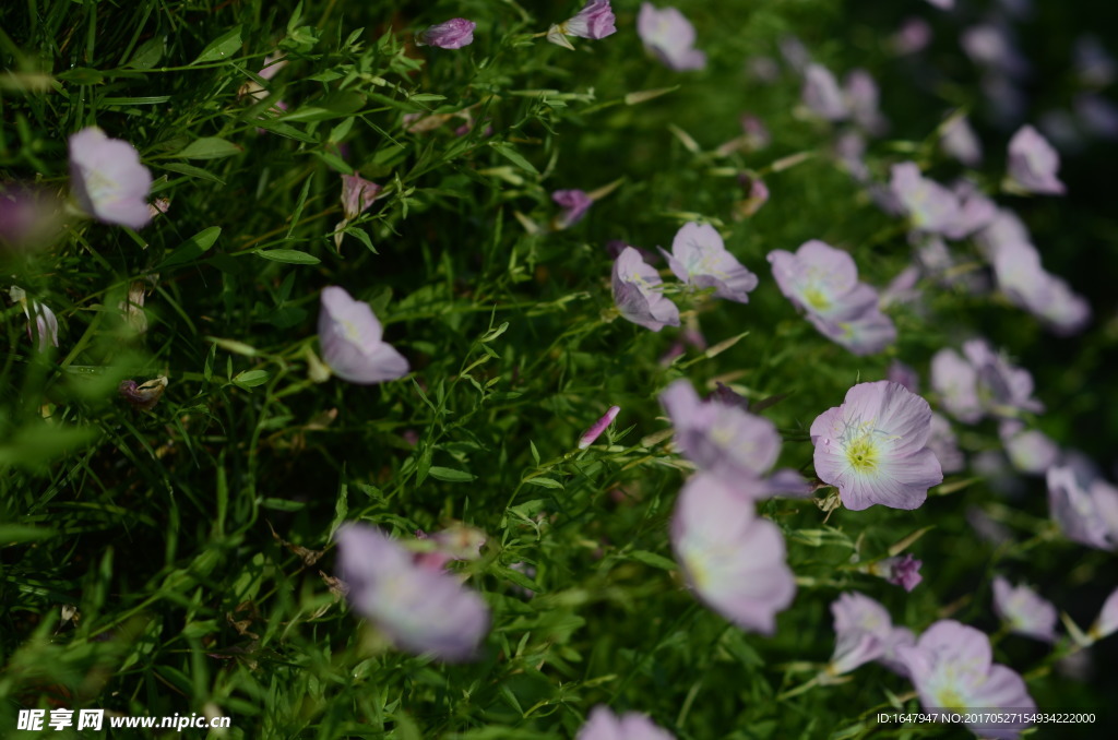 花菱草