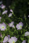 花菱草