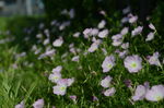 花菱草