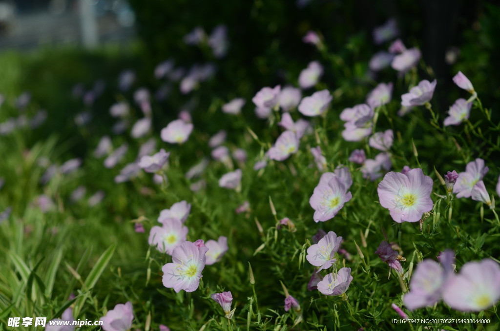 花菱草