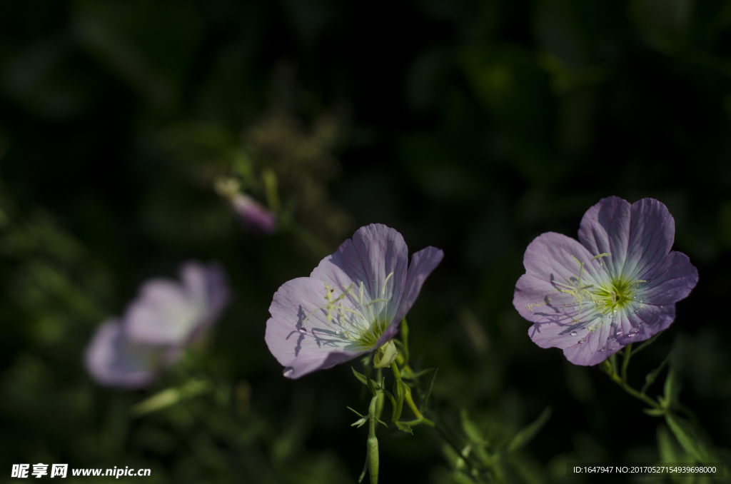 花菱草