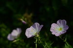 花菱草