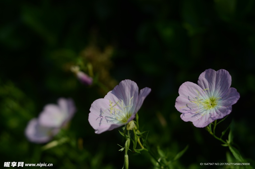 花菱草