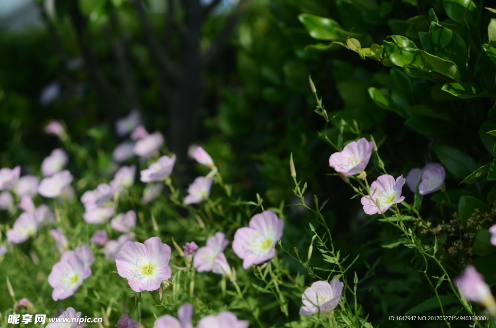 花菱草